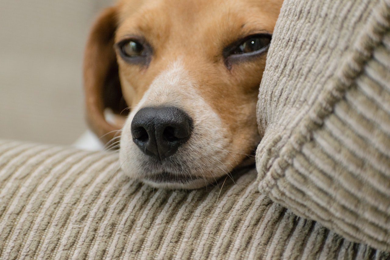 Kaszel kenelowy u psa objawia się ogólną apatią i brakiem apetytu, później dochodzi gorączka, katar i kaszel psa.